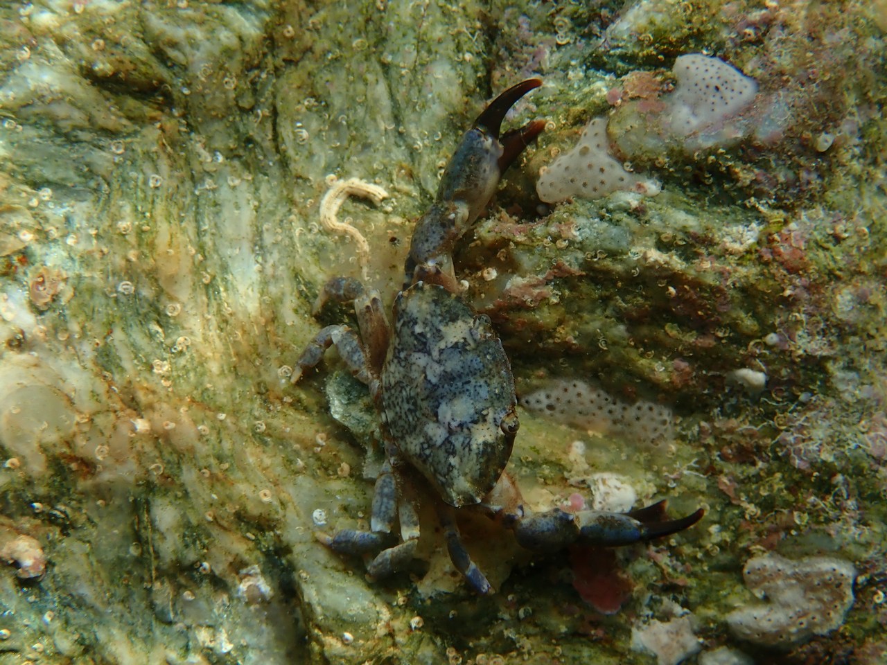 Xantho poressa